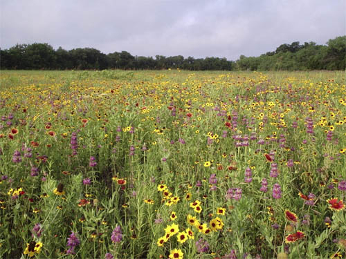 Spring Wildflowers.jpg